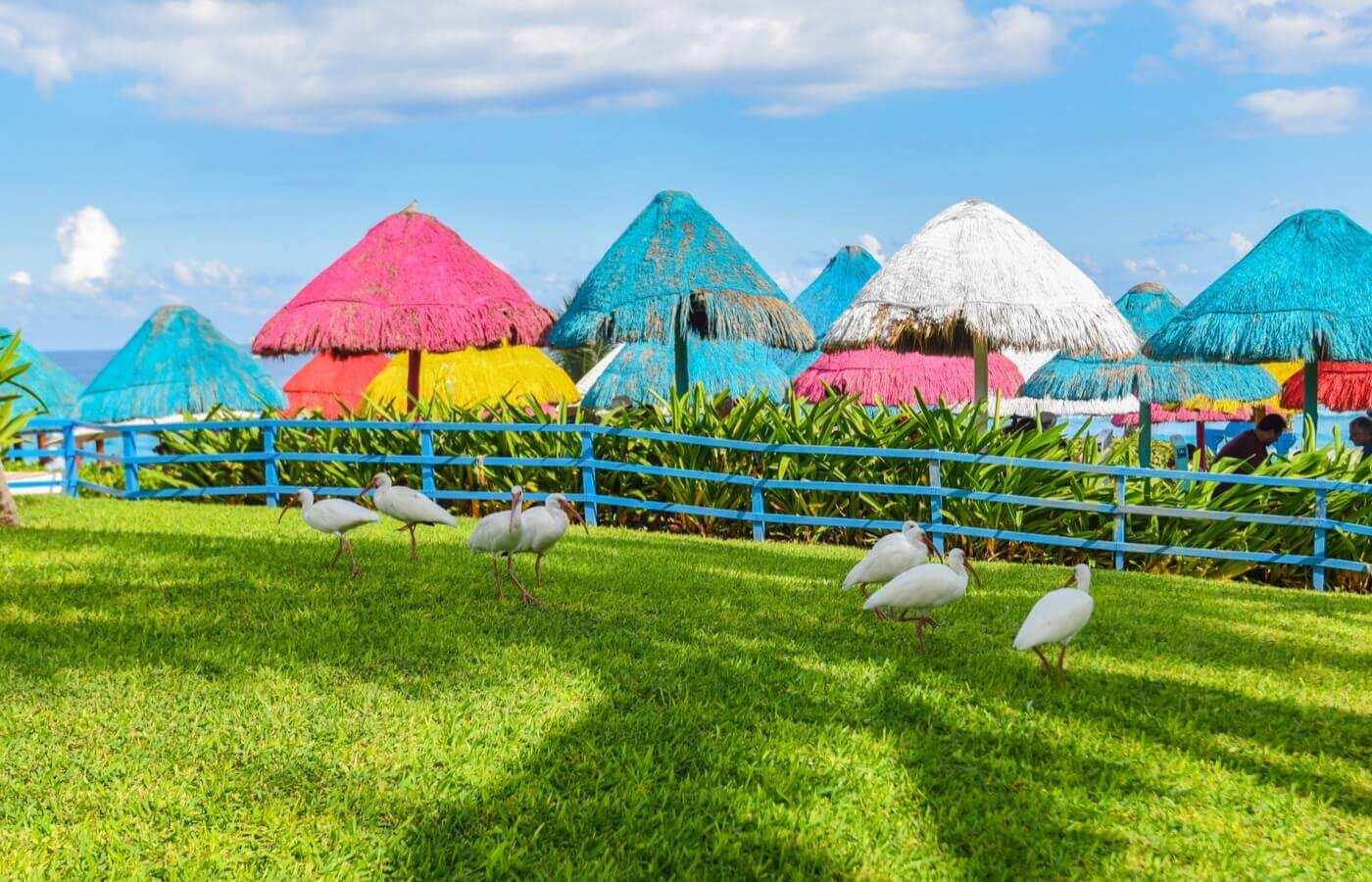 Herons in the garden of the hotel The Pyramid at Grand Oasis