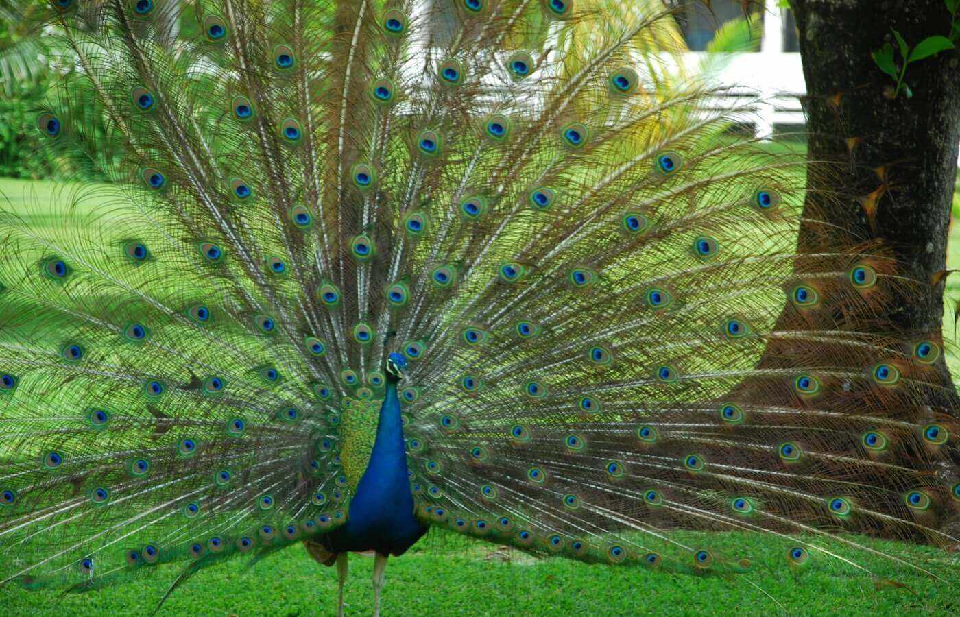 Peacock at The Pyramid at Grand Oasis Hotel